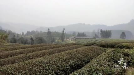 內江威遠萬畝茶園吐新芽 茶農采茶迎豐收，農副產品銷售新篇章